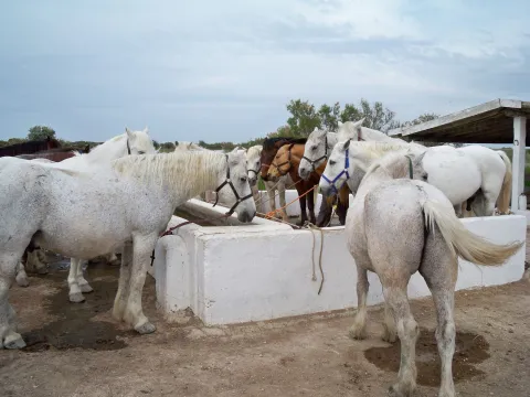 CAMAGRI HORSE SHOW - February 14 to 16, 2020