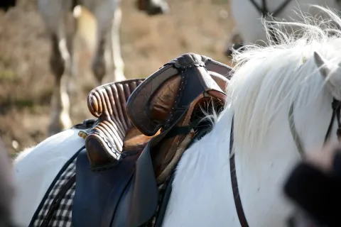 Horse Fair -July 14